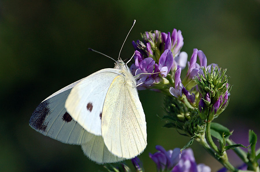 Pieris ...sp?